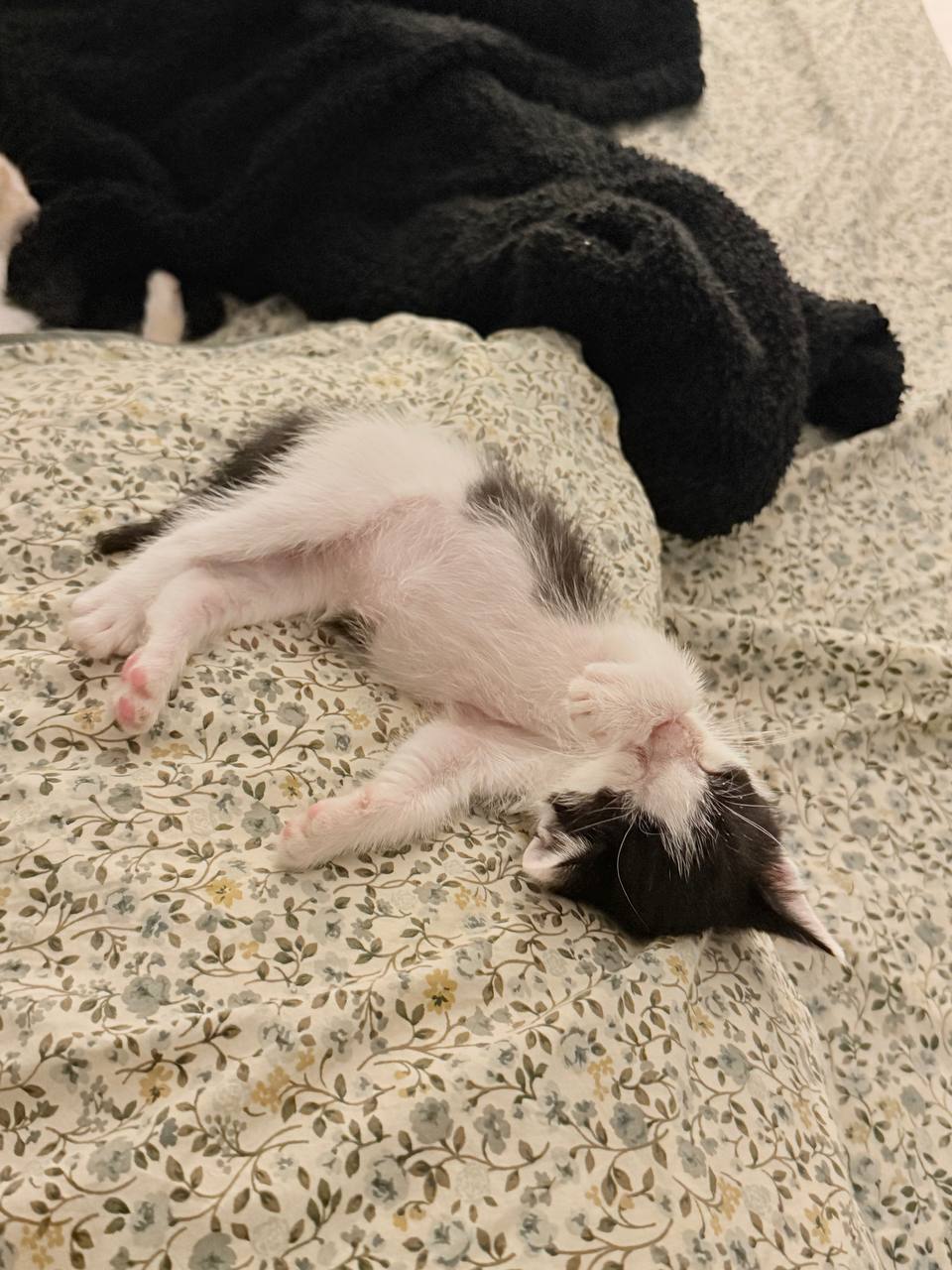 Кот Ван Дам