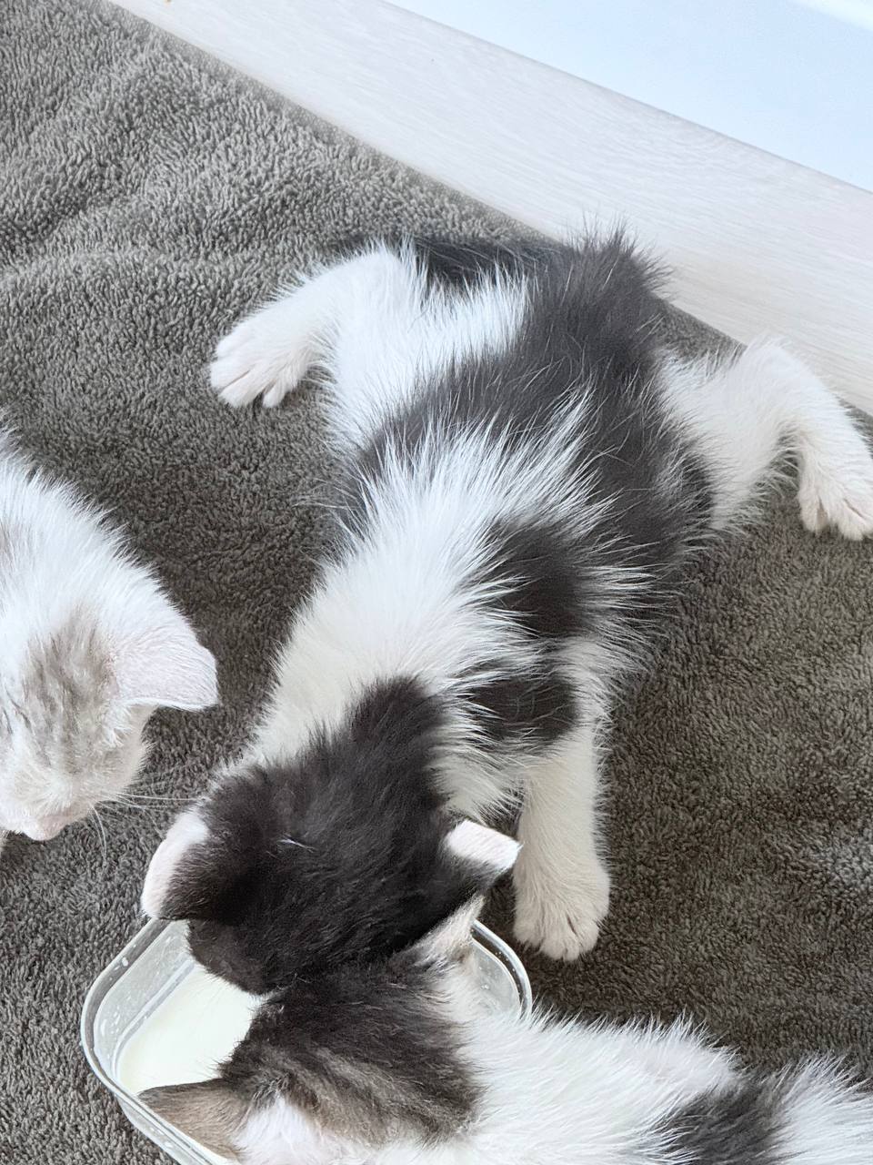 Кот Ван Дам