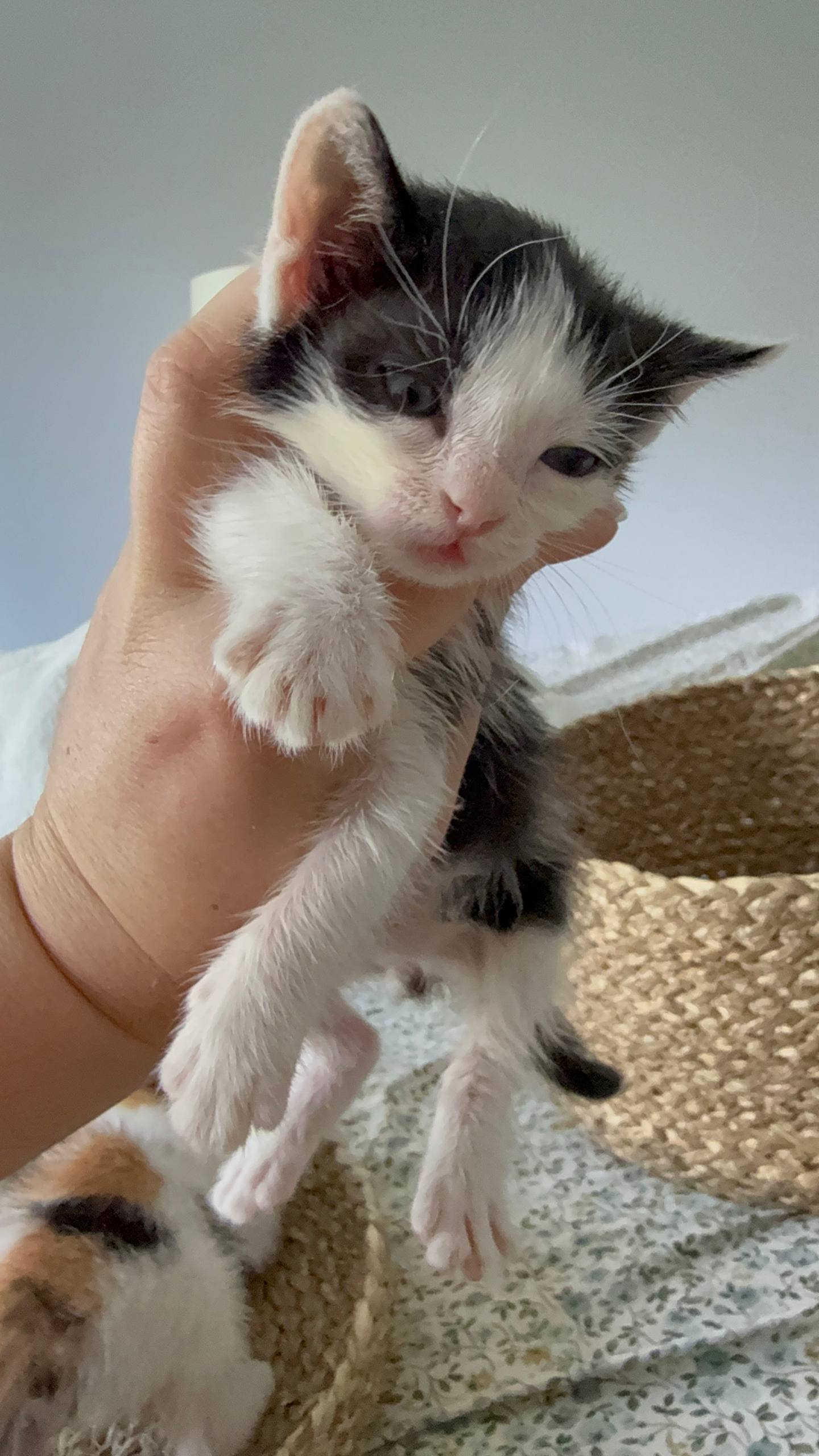 Кот Ван Дам